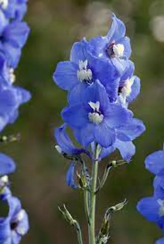 Larkspur Dark Blue