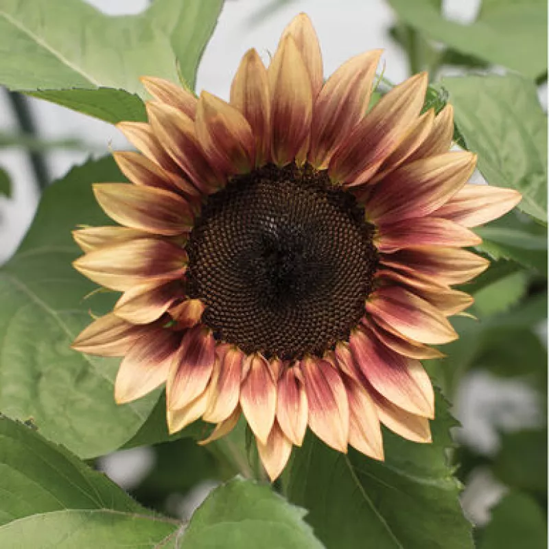 Sunflower Procut Plum