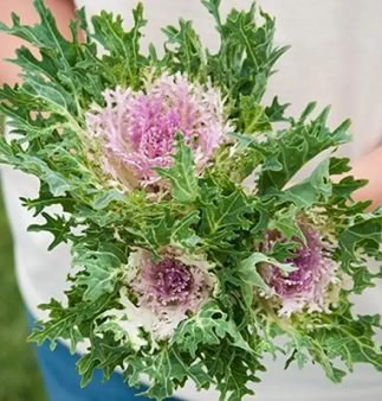 Ornamental Kale Crane Feather King