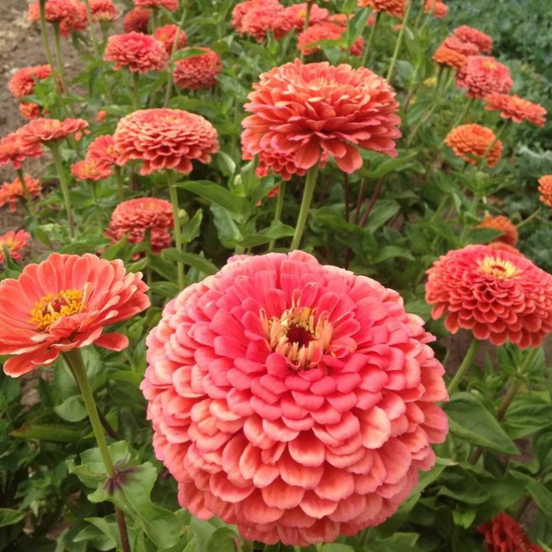 Benary's Giant Zinnia Coral