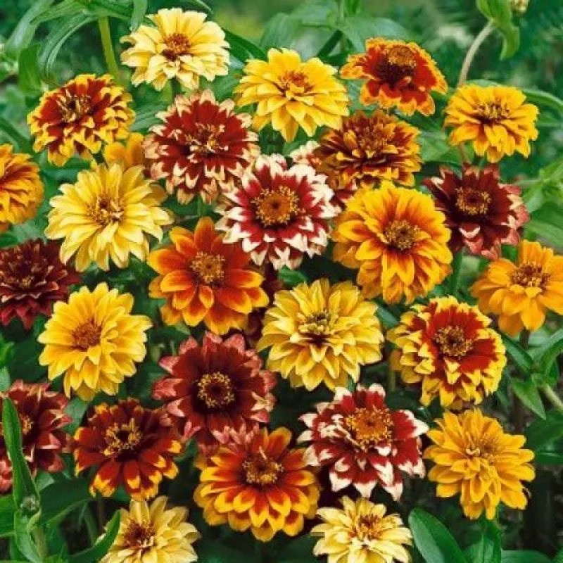 Benary's Giant Zinnia Persian Carpet