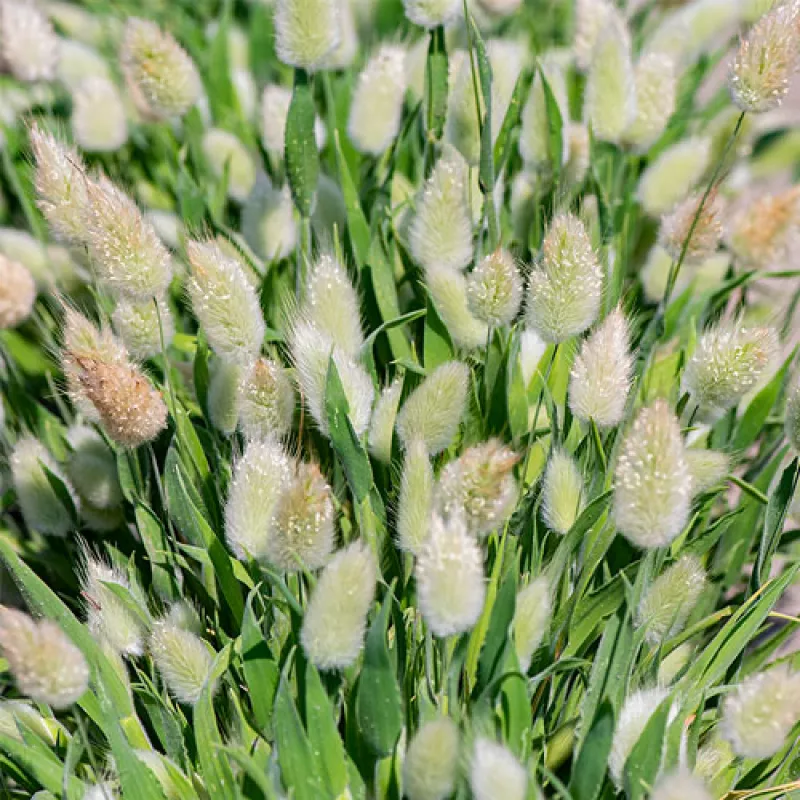 Bunny Tails