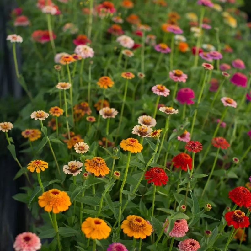 Candy Mix Zinnia