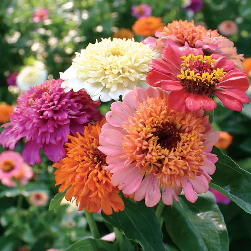 Candy Mix Zinnia