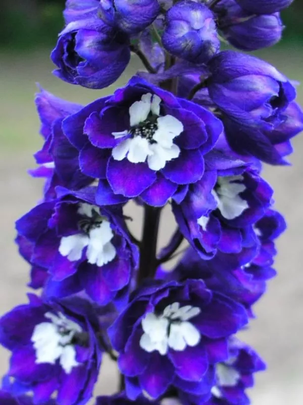 Delphinium Dark Blue White Bee