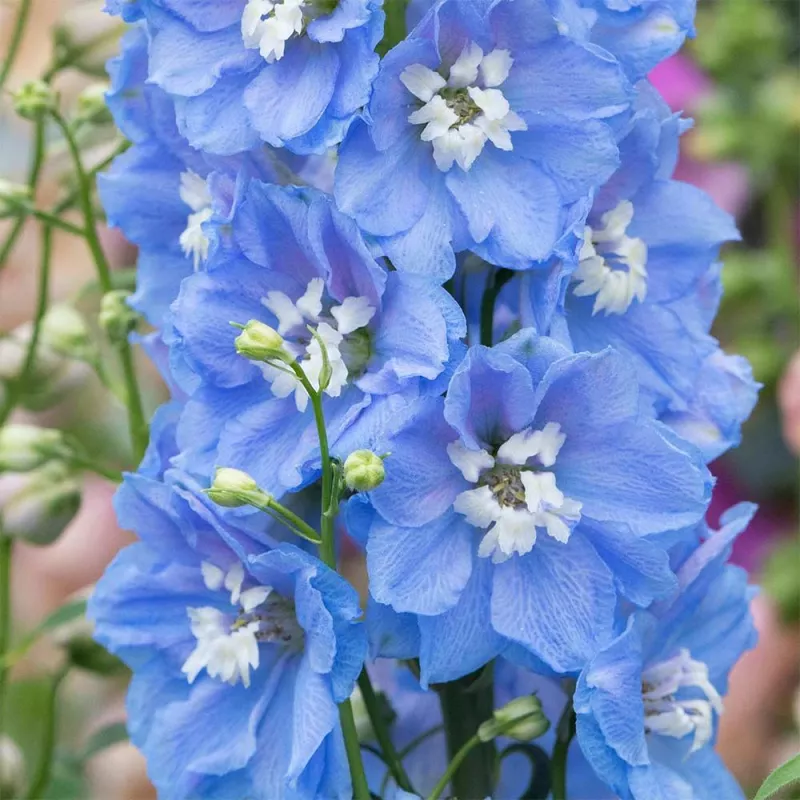 Delphinium Sky Blue White Bee