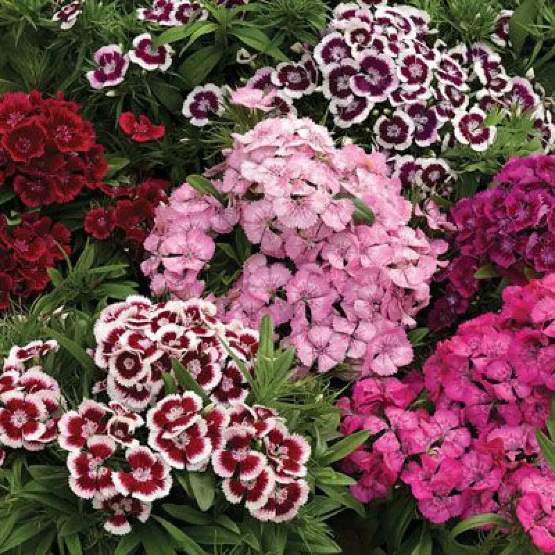 Dianthus Sweet Mix