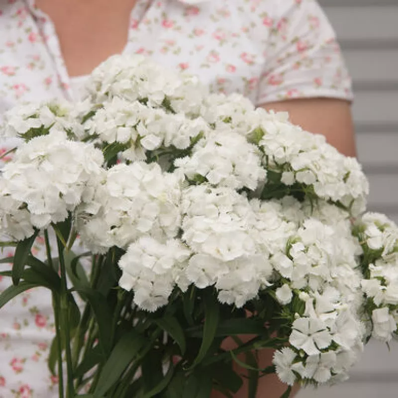 Dianthus Sweet White