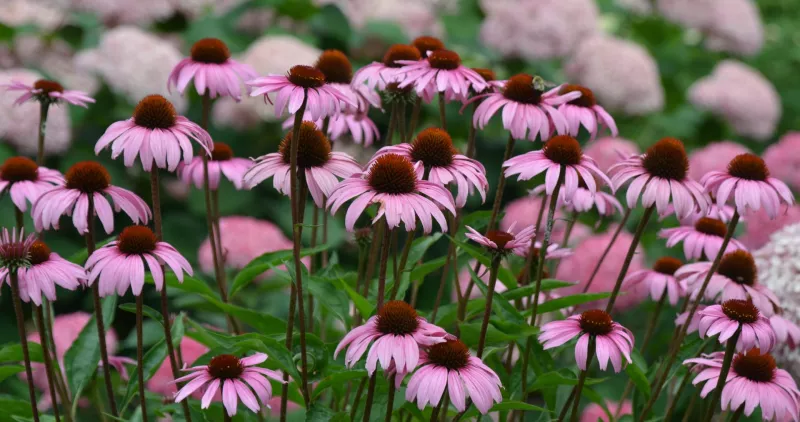 Echinacea Baby Swan Pink