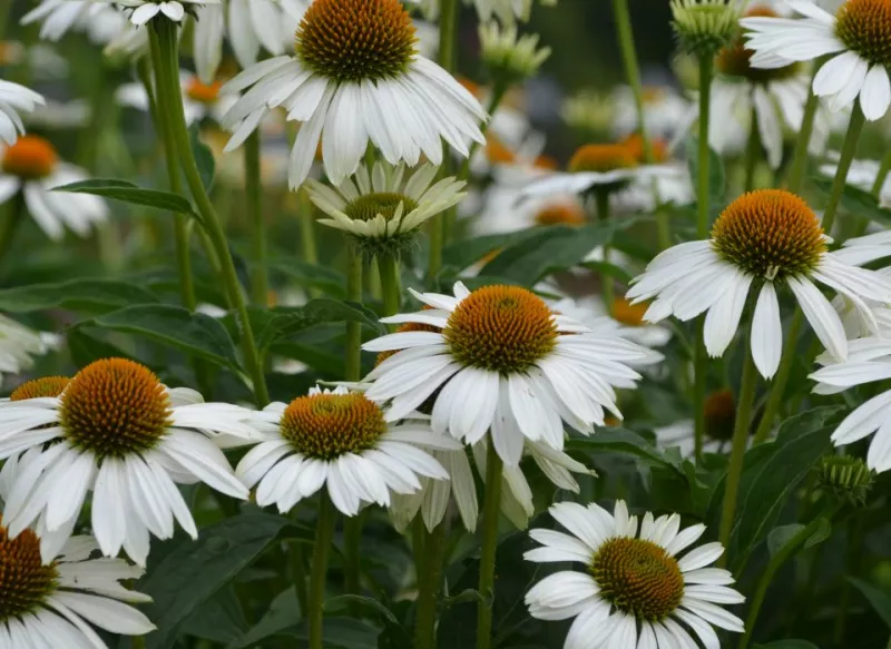 Echinacea Baby Swan White