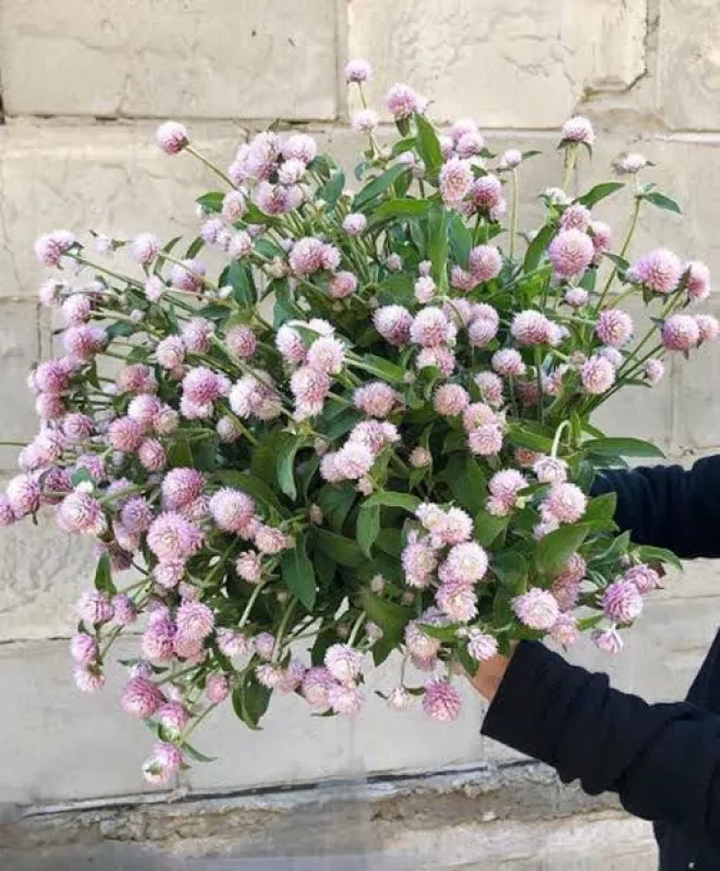 Gomphrena Blush Pink