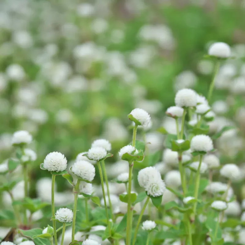 Gomphrena White