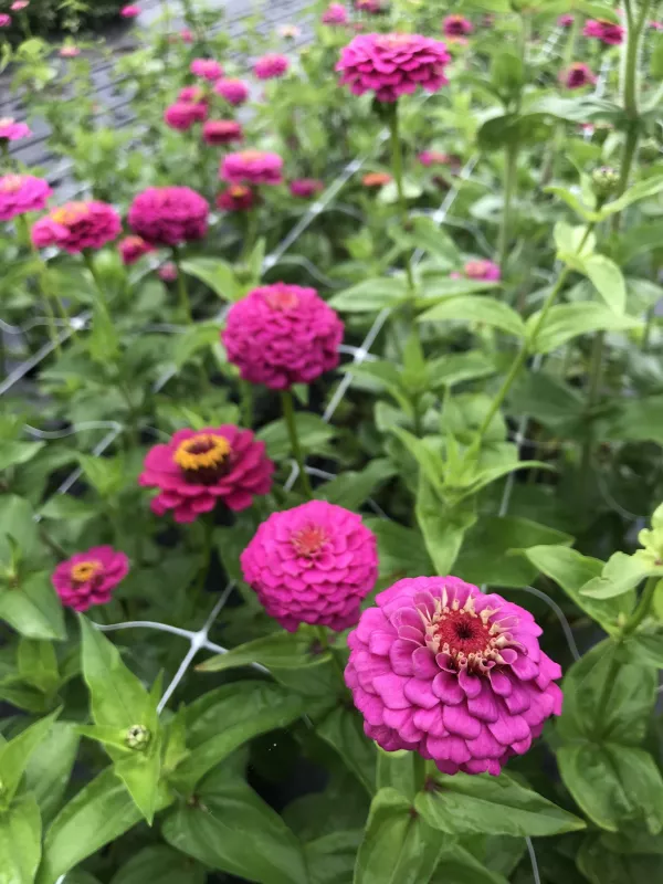 Oklahoma Carmine Zinnia 