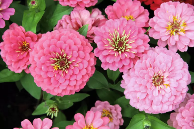 Oklahoma Pink Zinnia