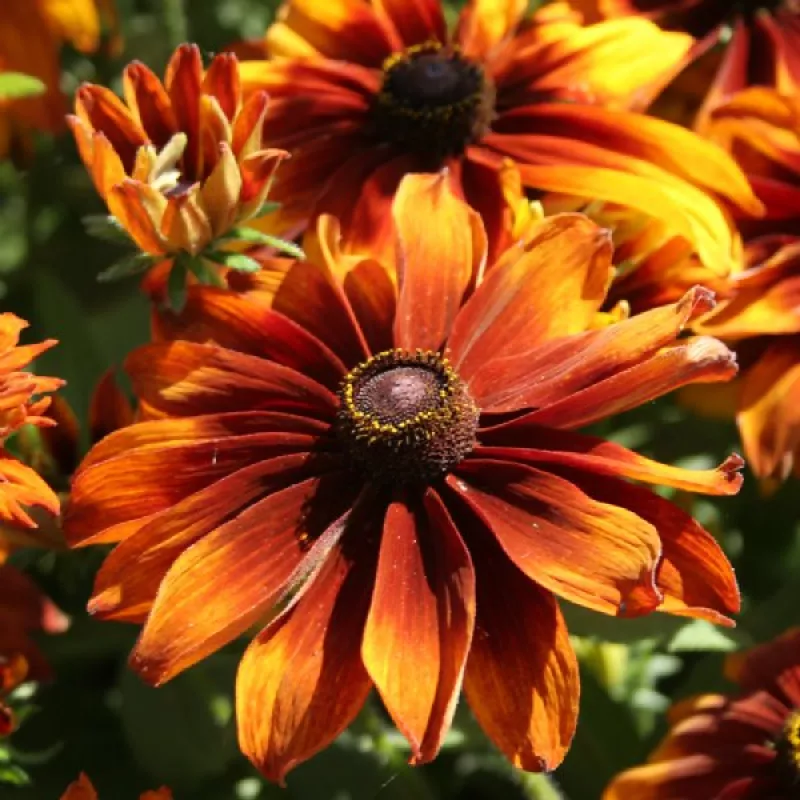 Rudbeckia Cappuccino 