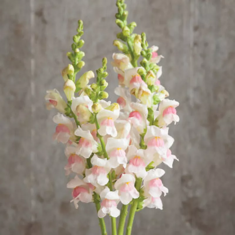 Snapdragon Potomac Appleblossom