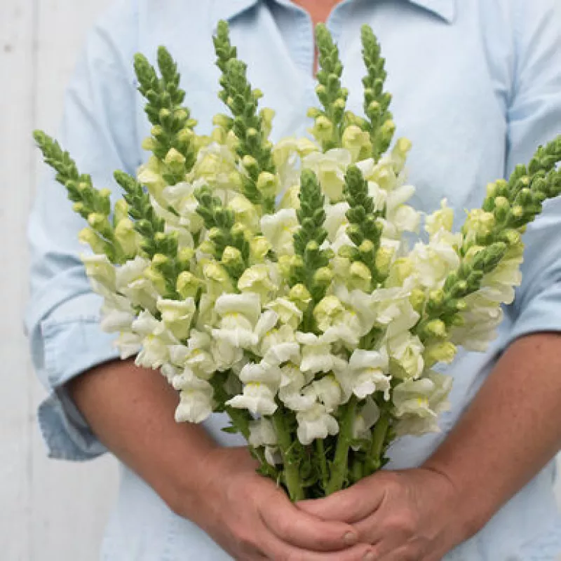 Snapdragon Potomac White