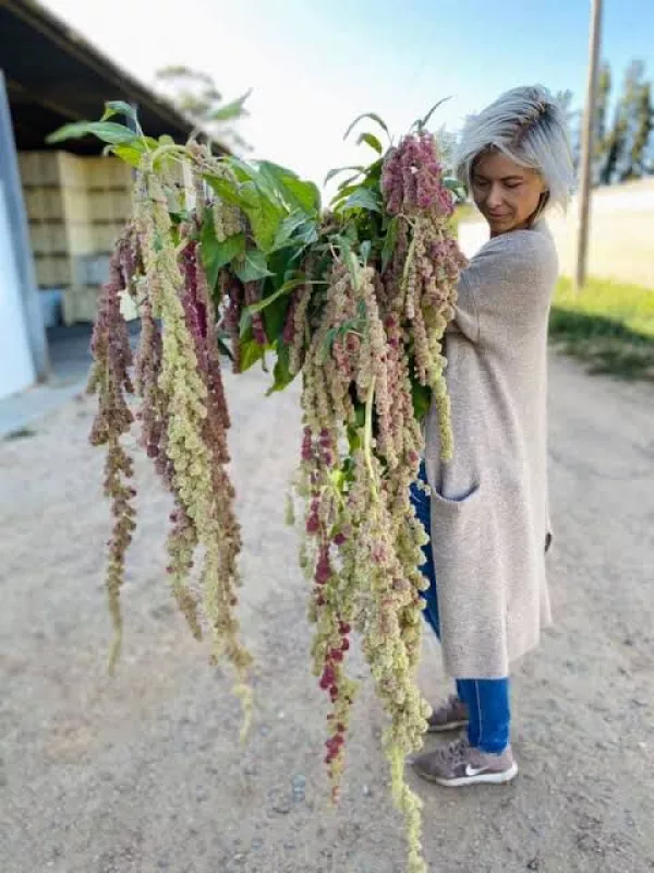 Amaranthus Mira