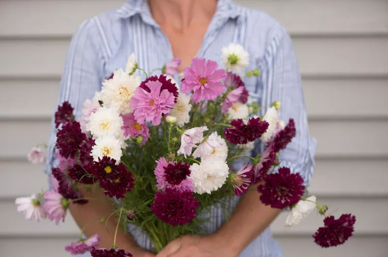 Cosmos Double Dutch Mix