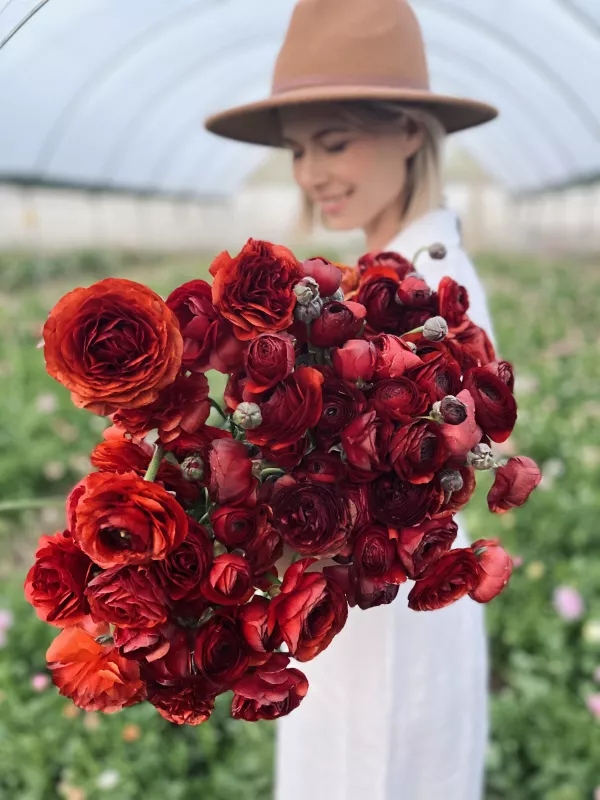 Italian Cioccolato Ranunculus