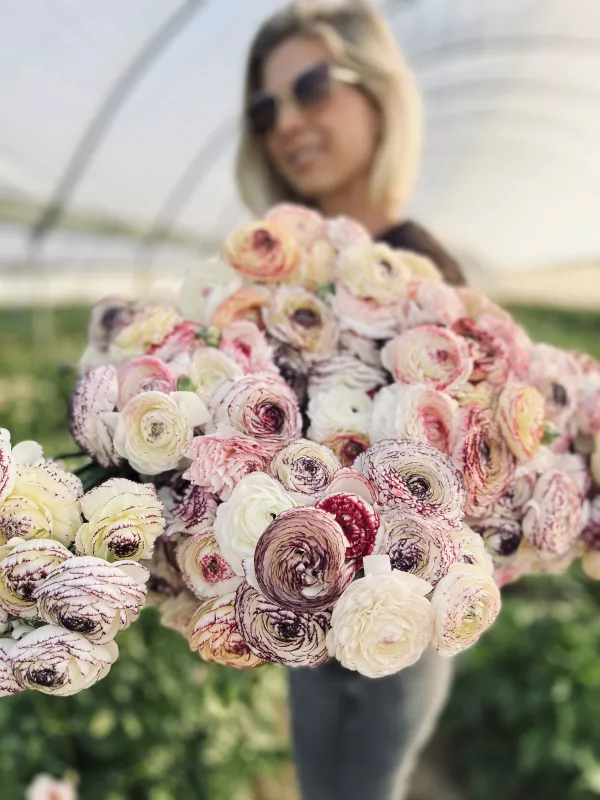 Italian Bianco Striato Ranunculus