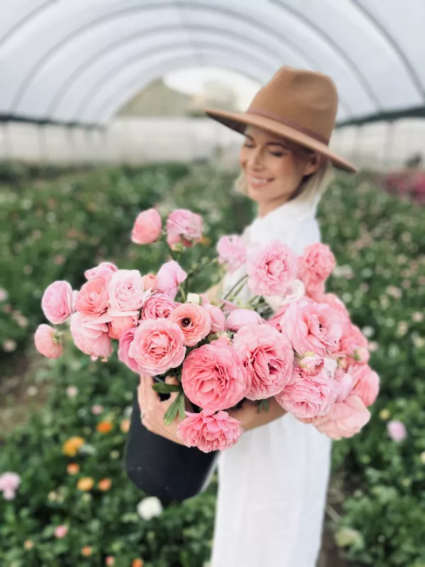 Italian Pastello Ranunculus