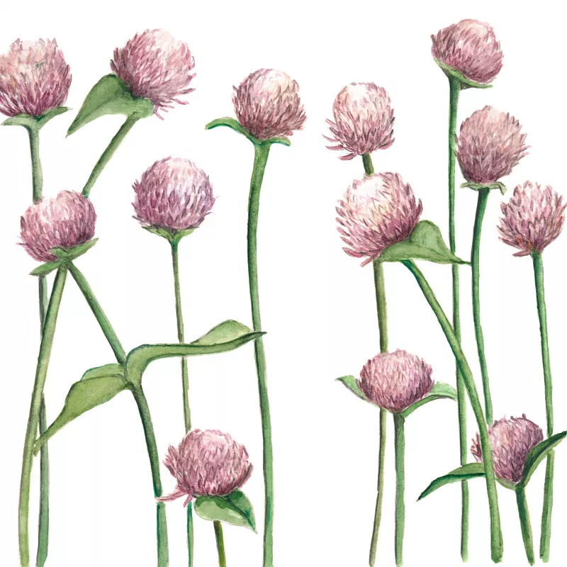 Gomphrena Blush Pink