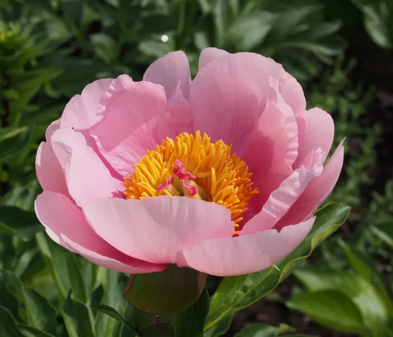 Peony Root - Soft Salmon Saucer