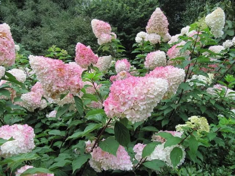 Paniculata Vanille fraise