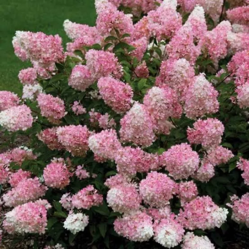 Paniculata Vanille fraise