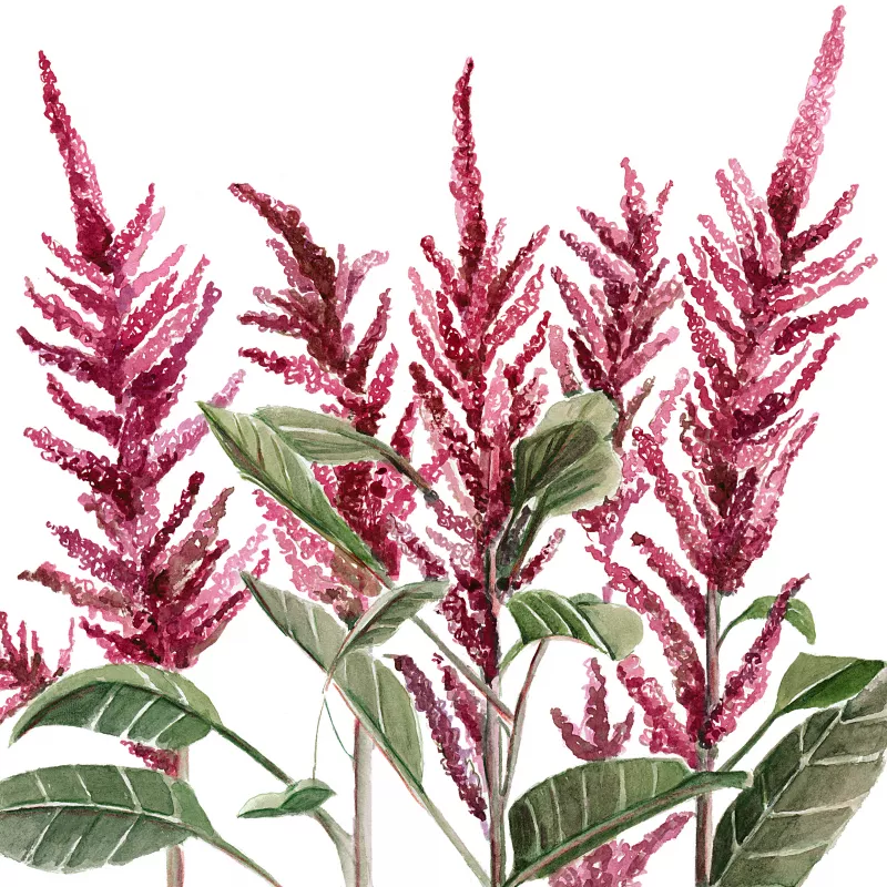 	Amaranthus Velvet Curtains