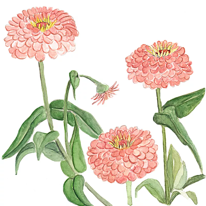 	Benary’s Giant Salmon Zinnias