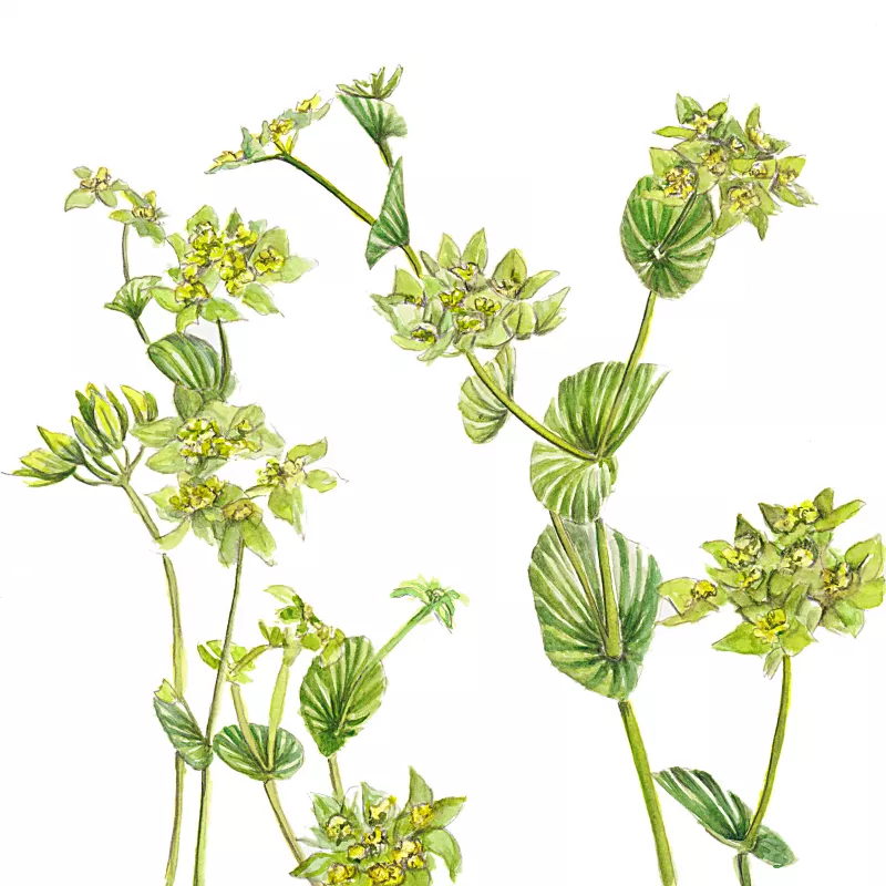 Bupleurum