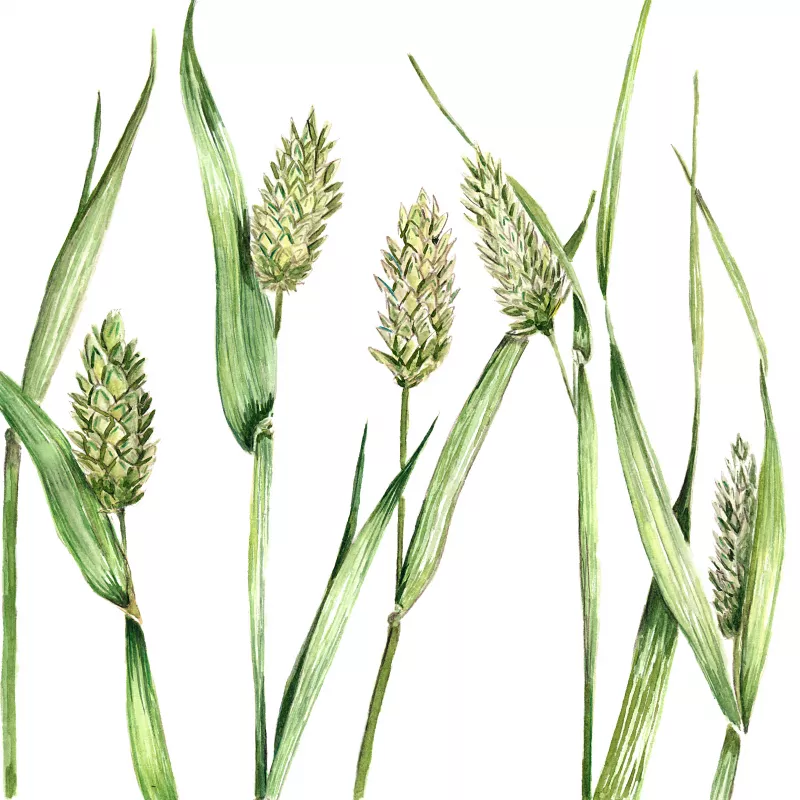 	Canary Grass