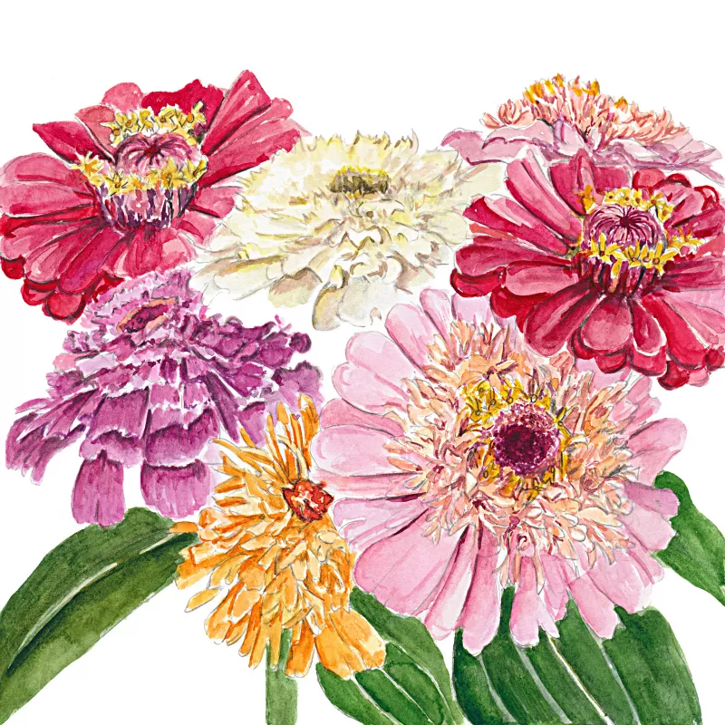 	Candy Mix Zinnia