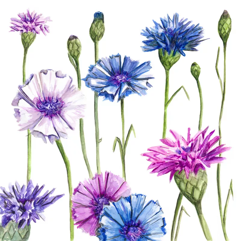 	Cornflower Ball Mix