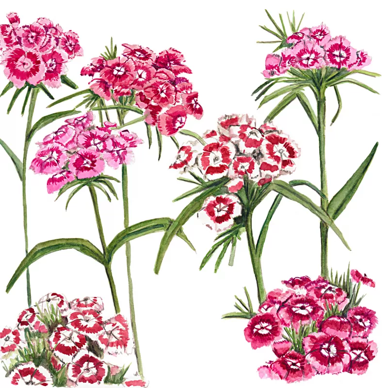 	Dianthus Sweet Mix