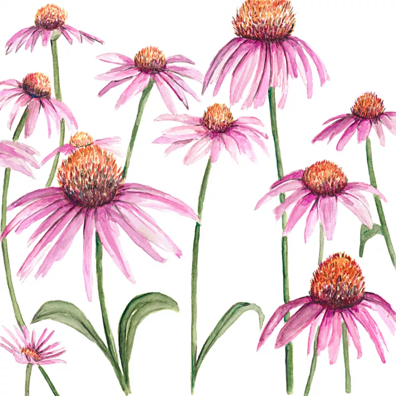 	Echinacea Baby Swan Pink