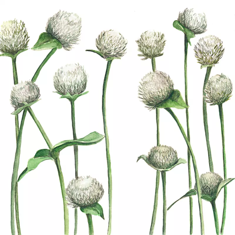 	Gomphrena White