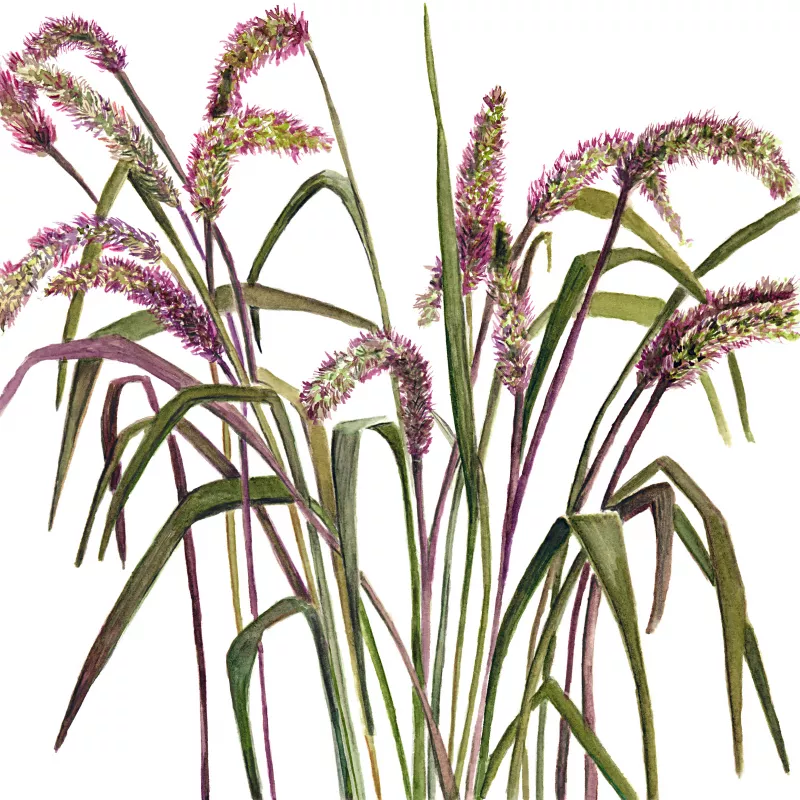 	Red Jewel Ornamental Grass