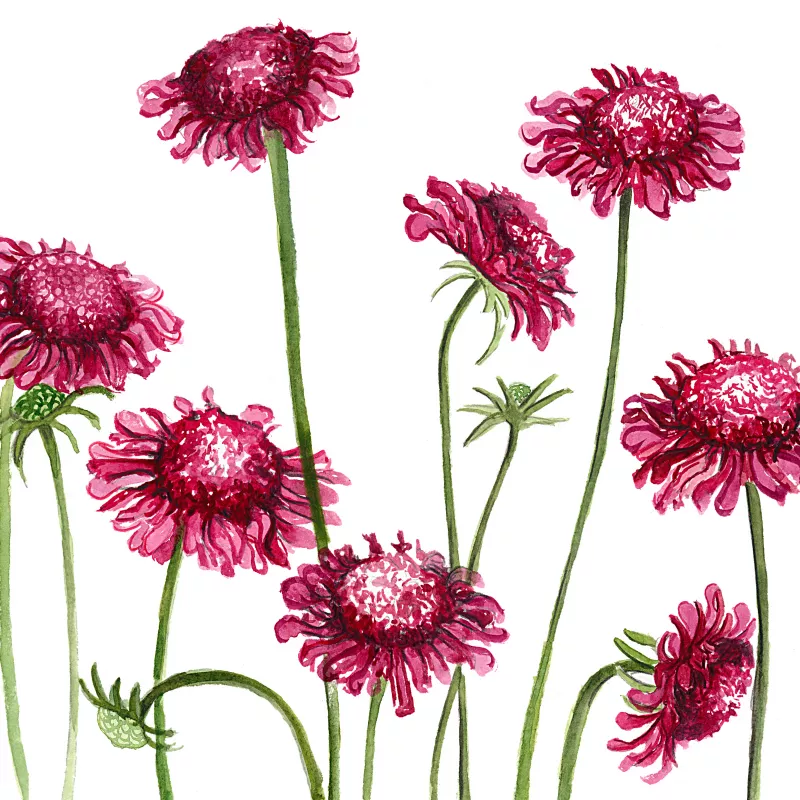 	Scabiosa Fire Red