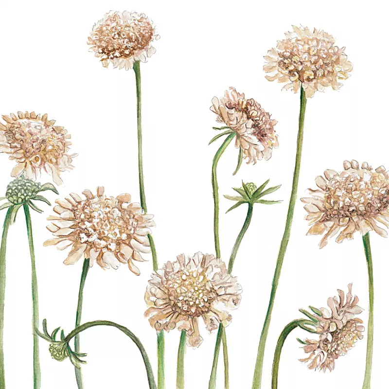 	Scabiosa Fata Morgana