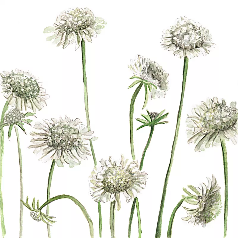 	Scabiosa Snowmaiden