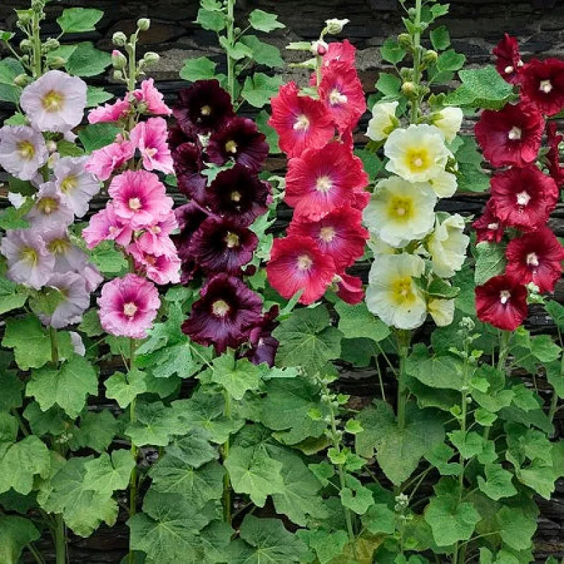 Hollyhock Indian Summer