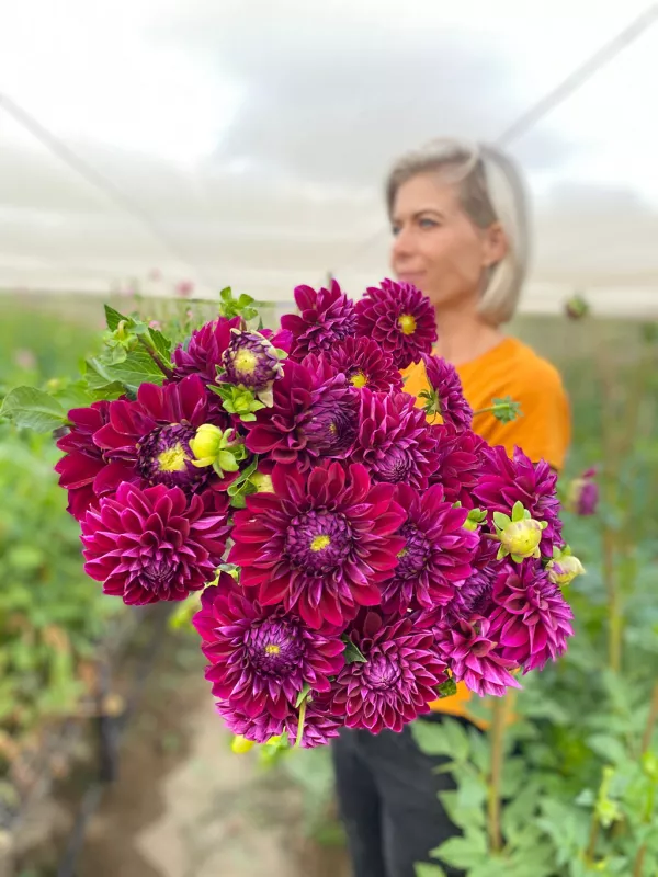 Dahlia Plum Balls