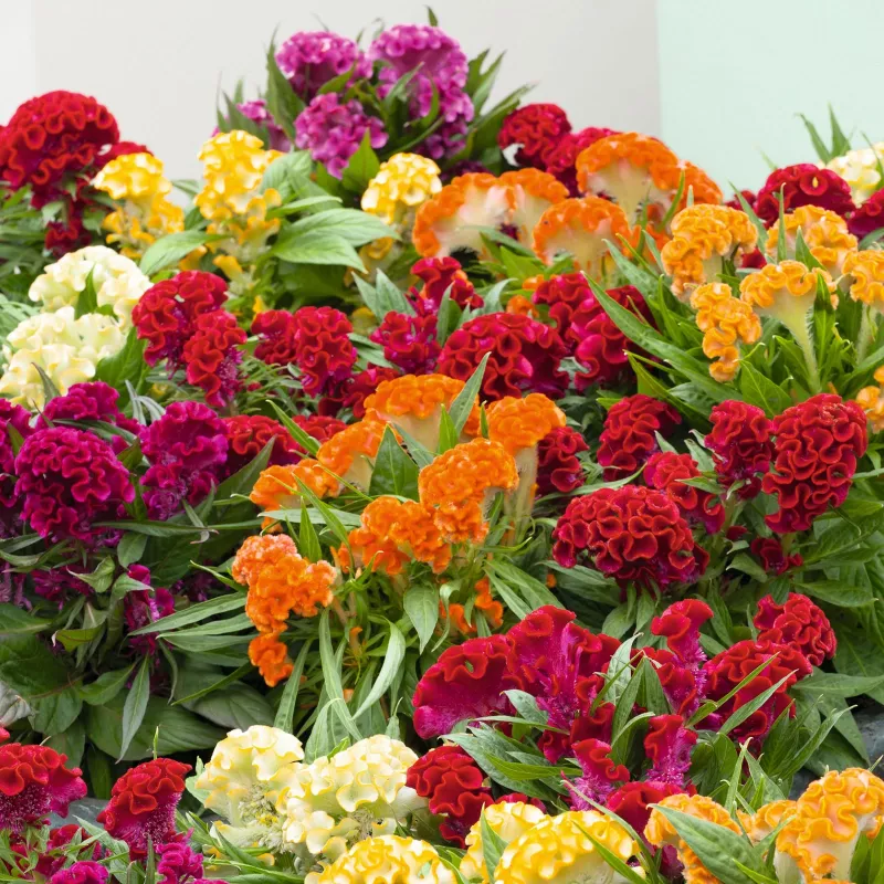 Celosia Cristata Chief Mix