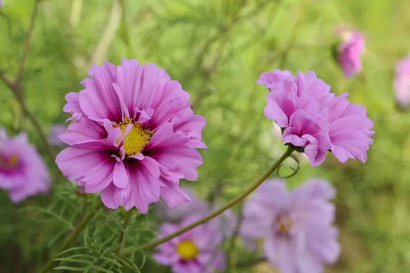 Cosmos Fizzy Pink Dark Centre