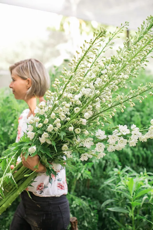 Delphinium White