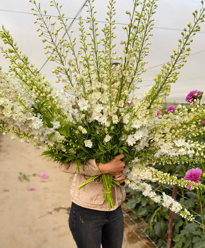 Delphinium White