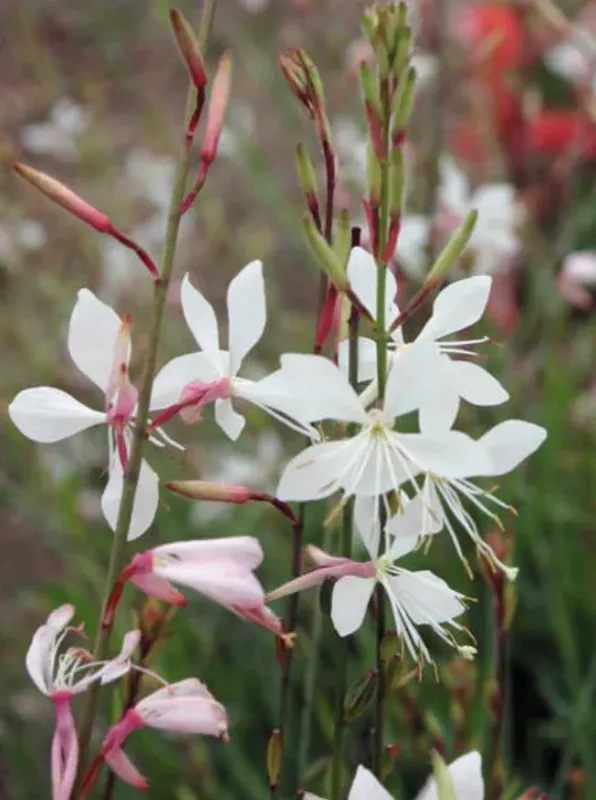 Gaura Sparkler White